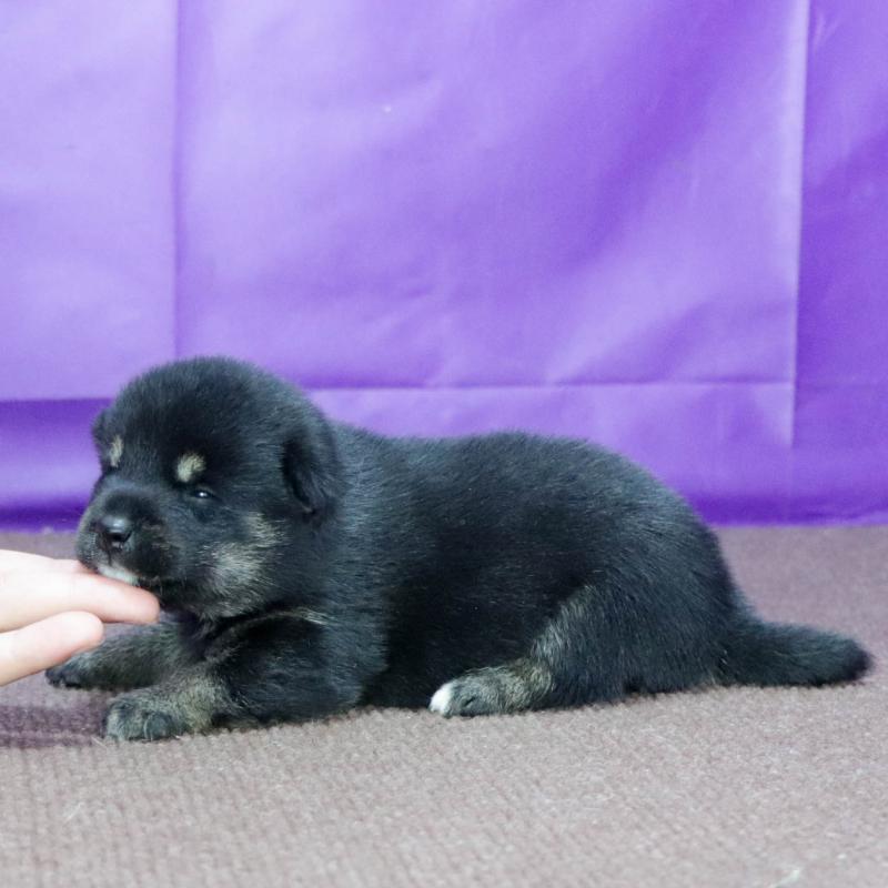 販売中の愛知県の柴犬-403935の2枚目